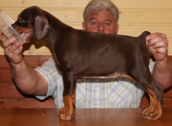 Csini Baba puppy 45 days old_brown.jpg